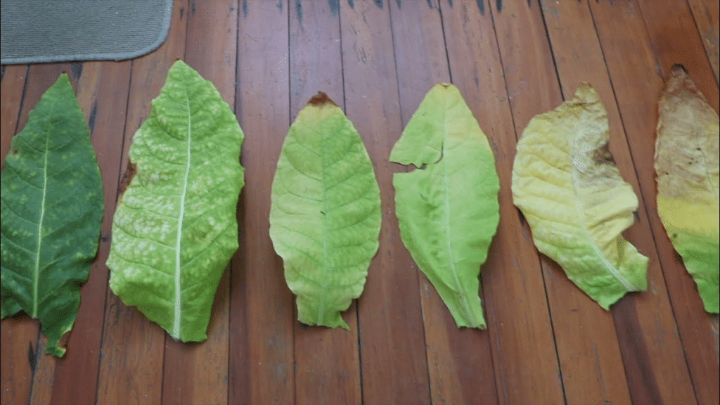 ภาพ ใบยาสูบ