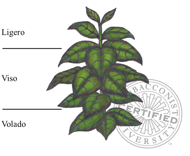 ส่วนประกอบของต้นยาสูบ