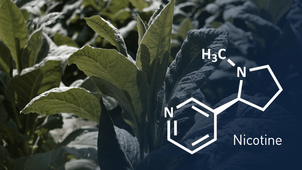 สารนิโคติน คืออะไร